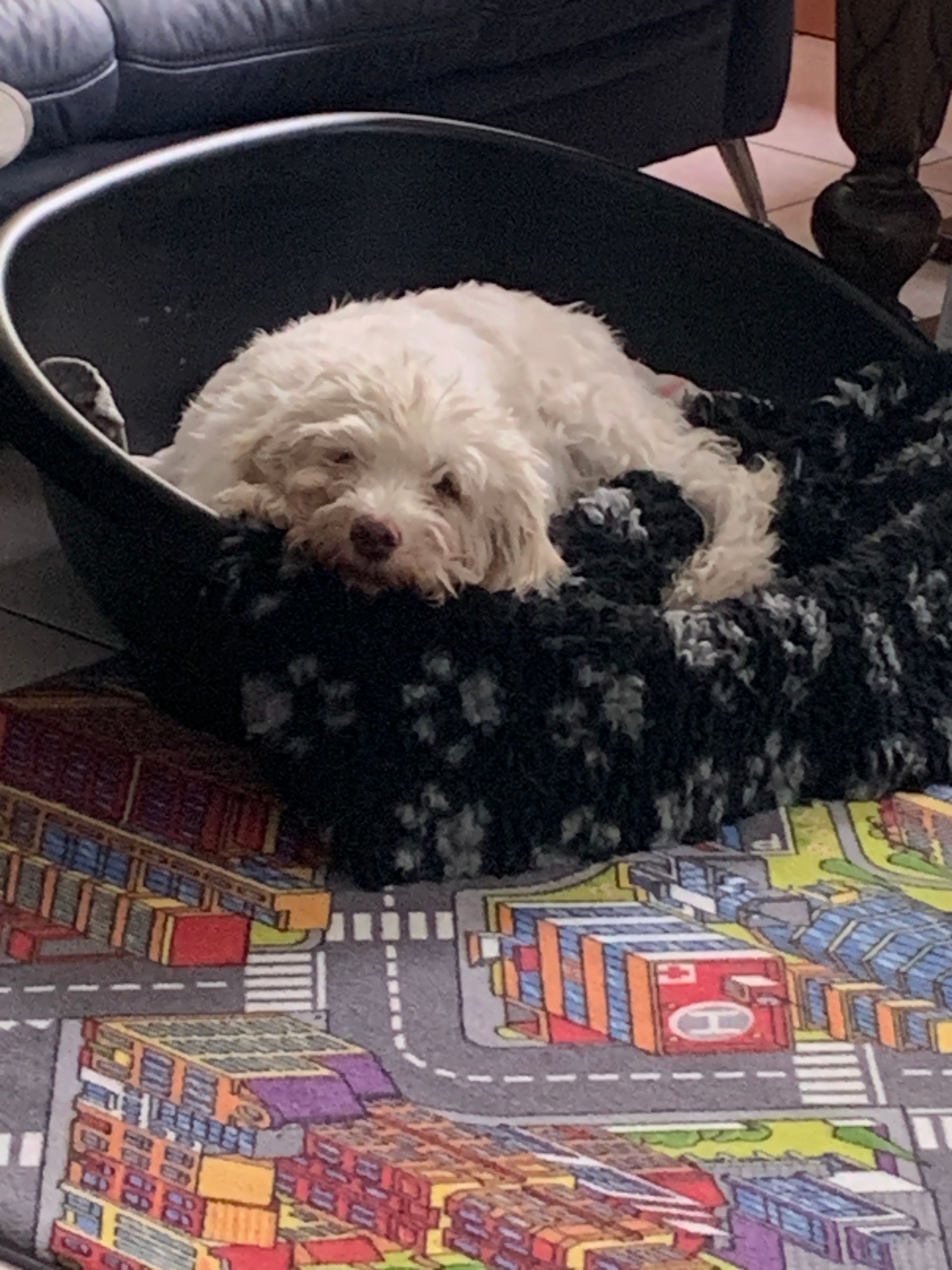 Hundebetreuung Oldies but Goldies in Lyss