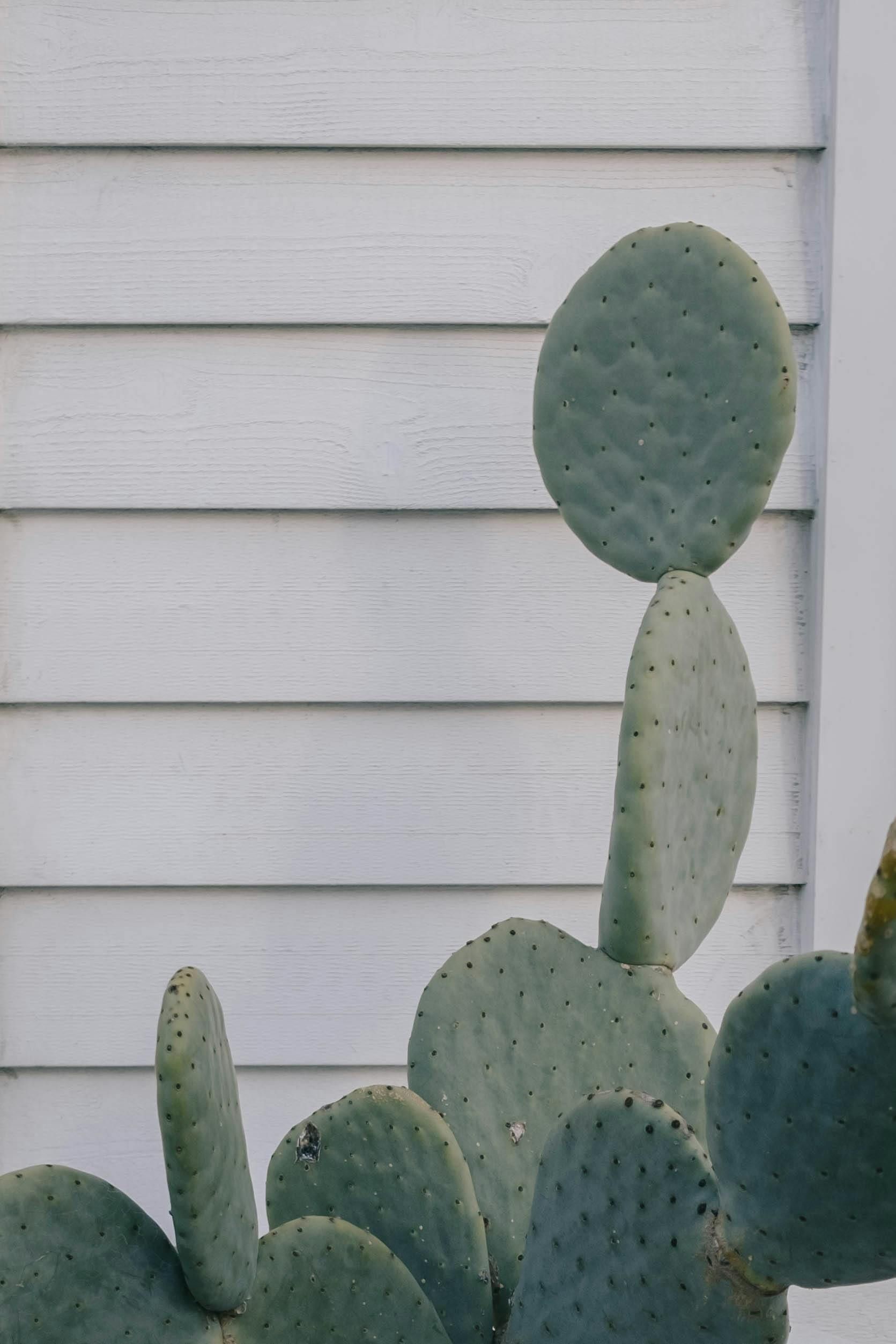 White horizontal siding with desert plants for curb appeal