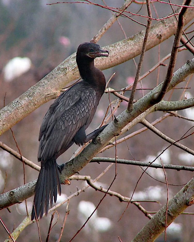Cormorant at the rookery