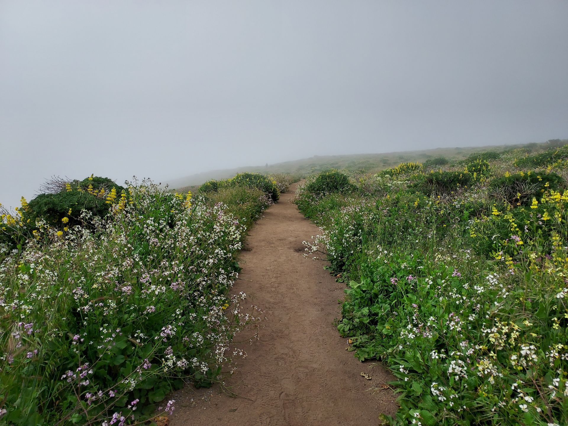 Dirt path through wildflowers, disappearing into fog.