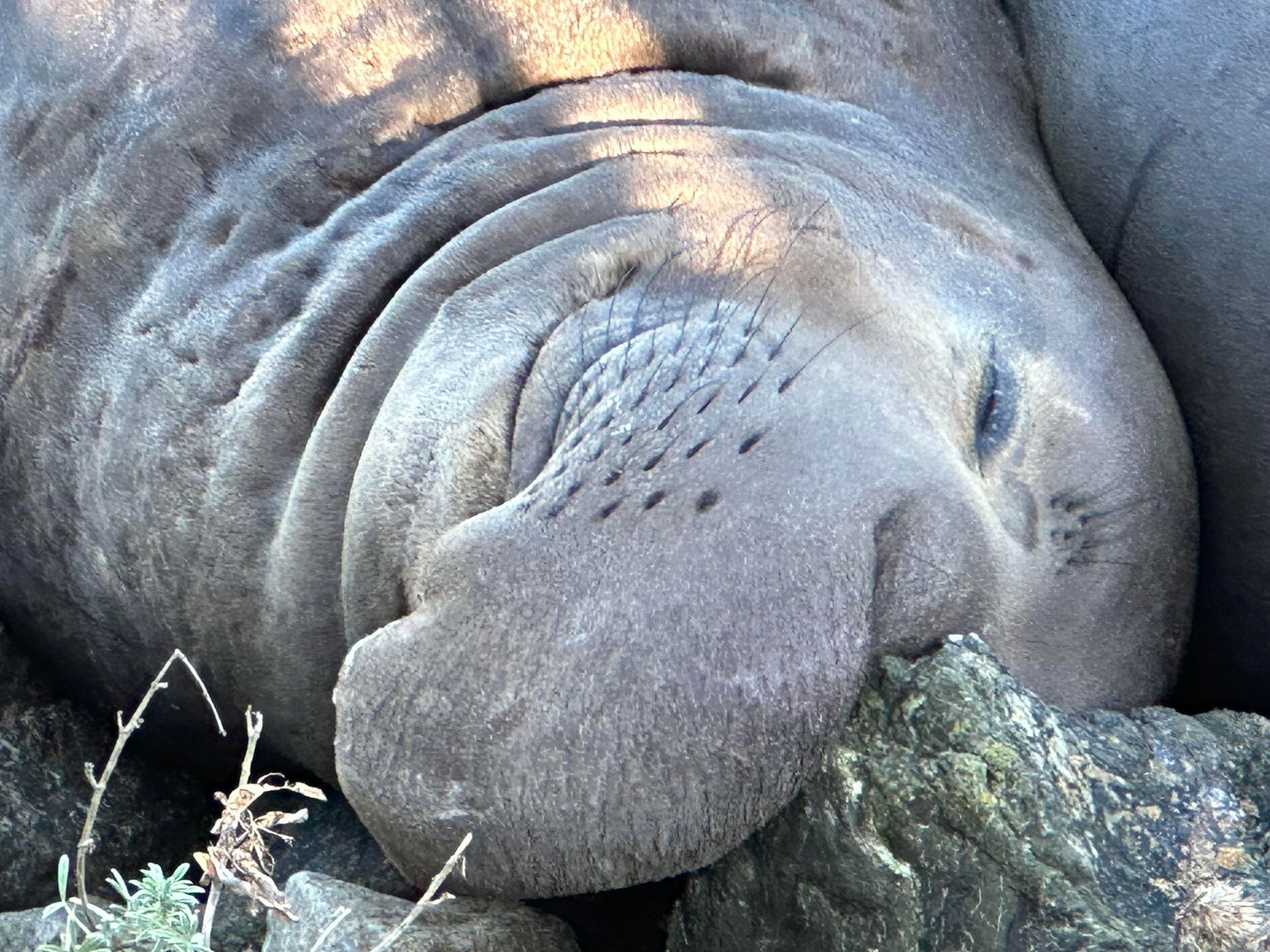 A close up of a seal sleeping on a rock.