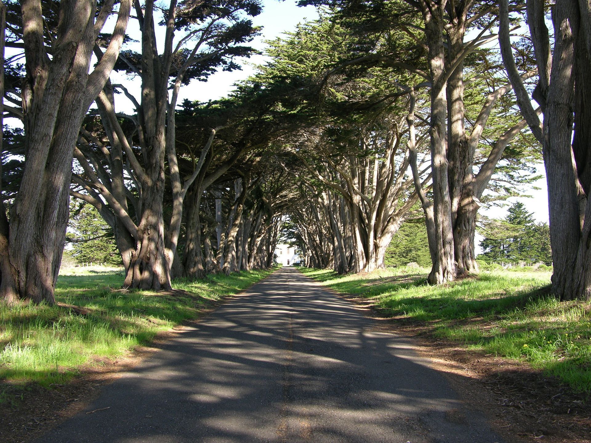 A road with trees on both sides of it