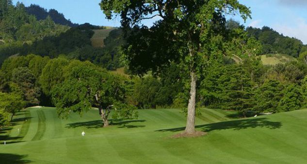 A tree is standing in the middle of a golf course.