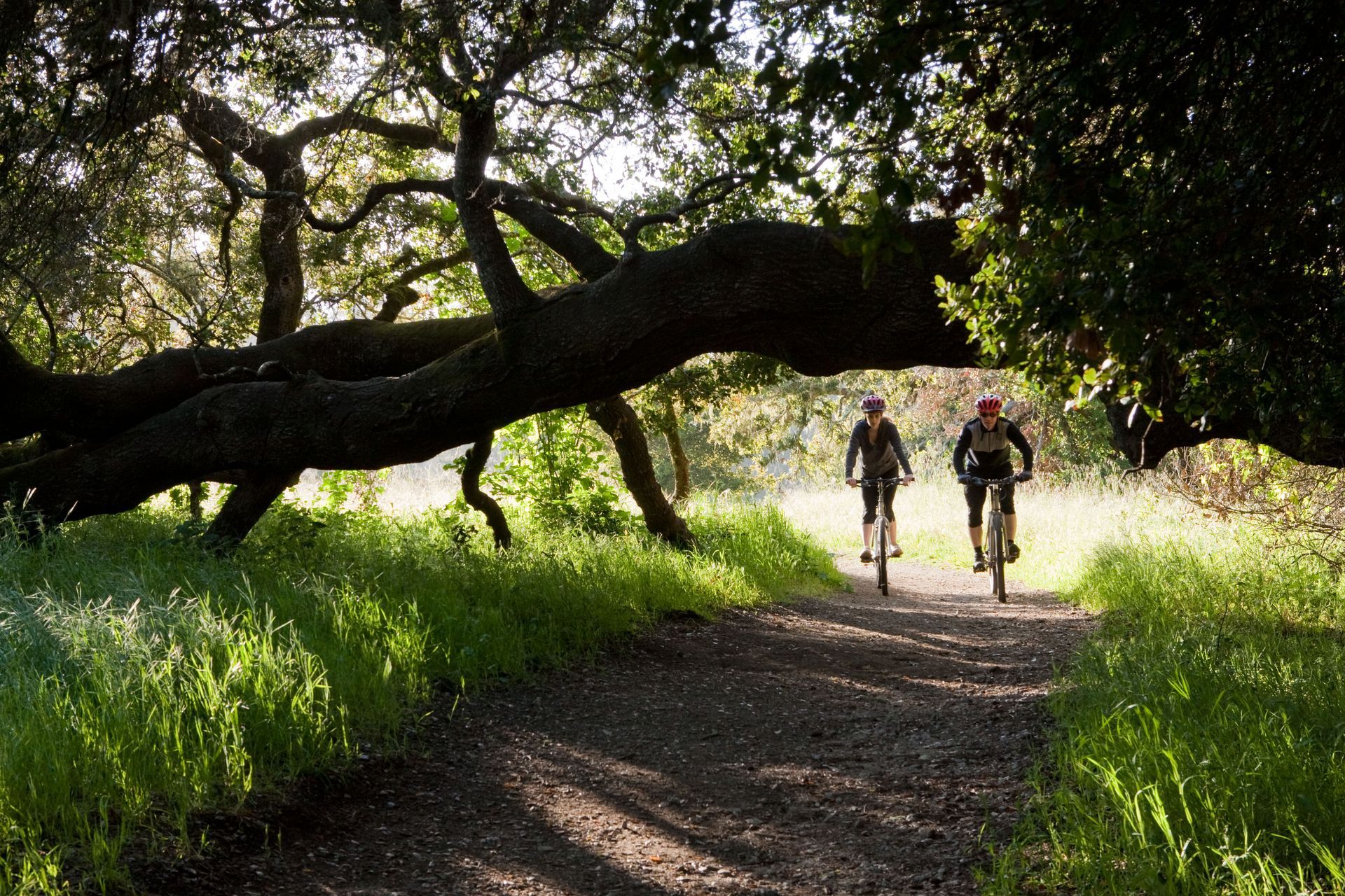 Two people are riding bikes down a dirt path under a tree.