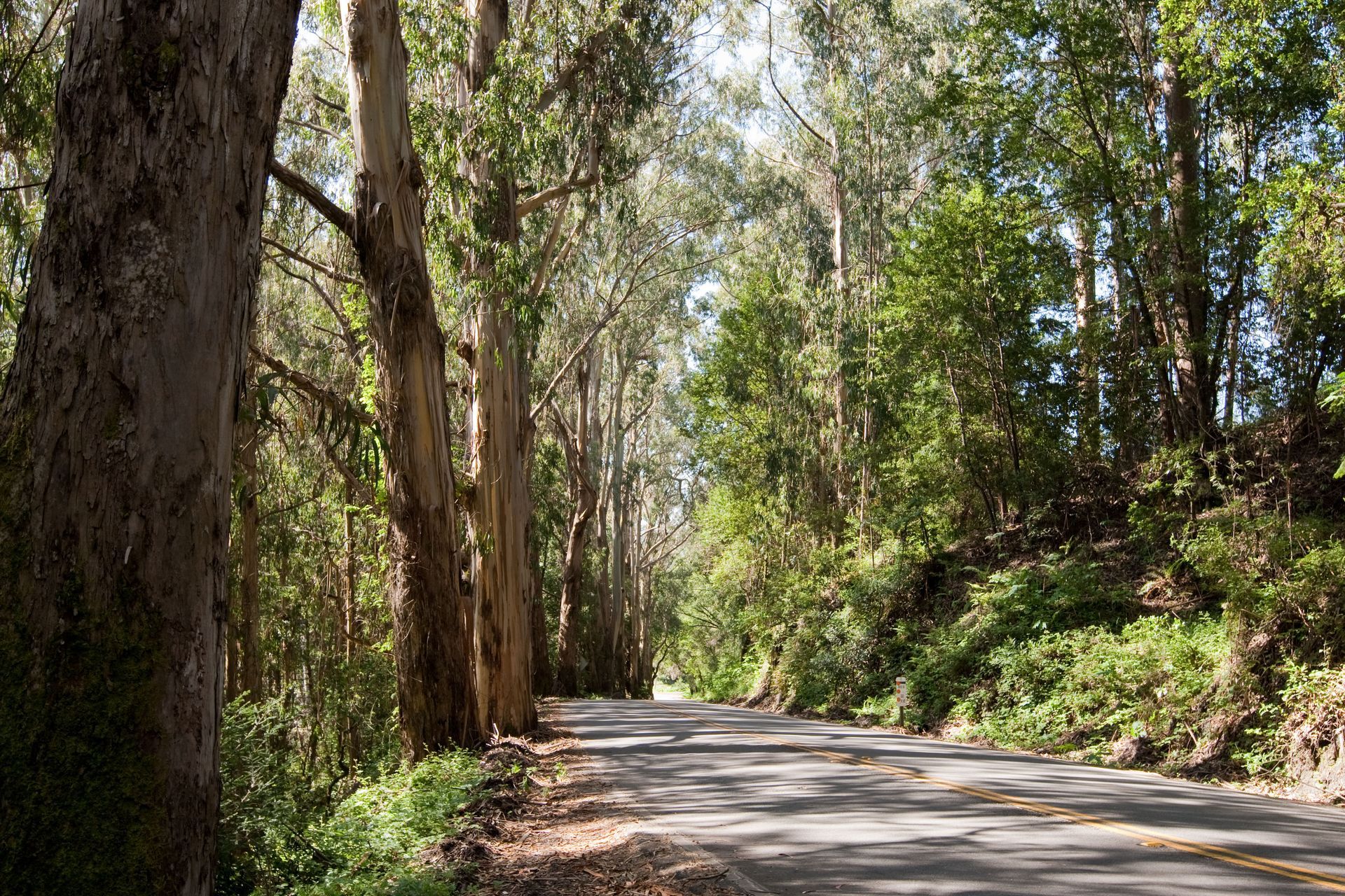 A road going through a forest with trees on both sides.