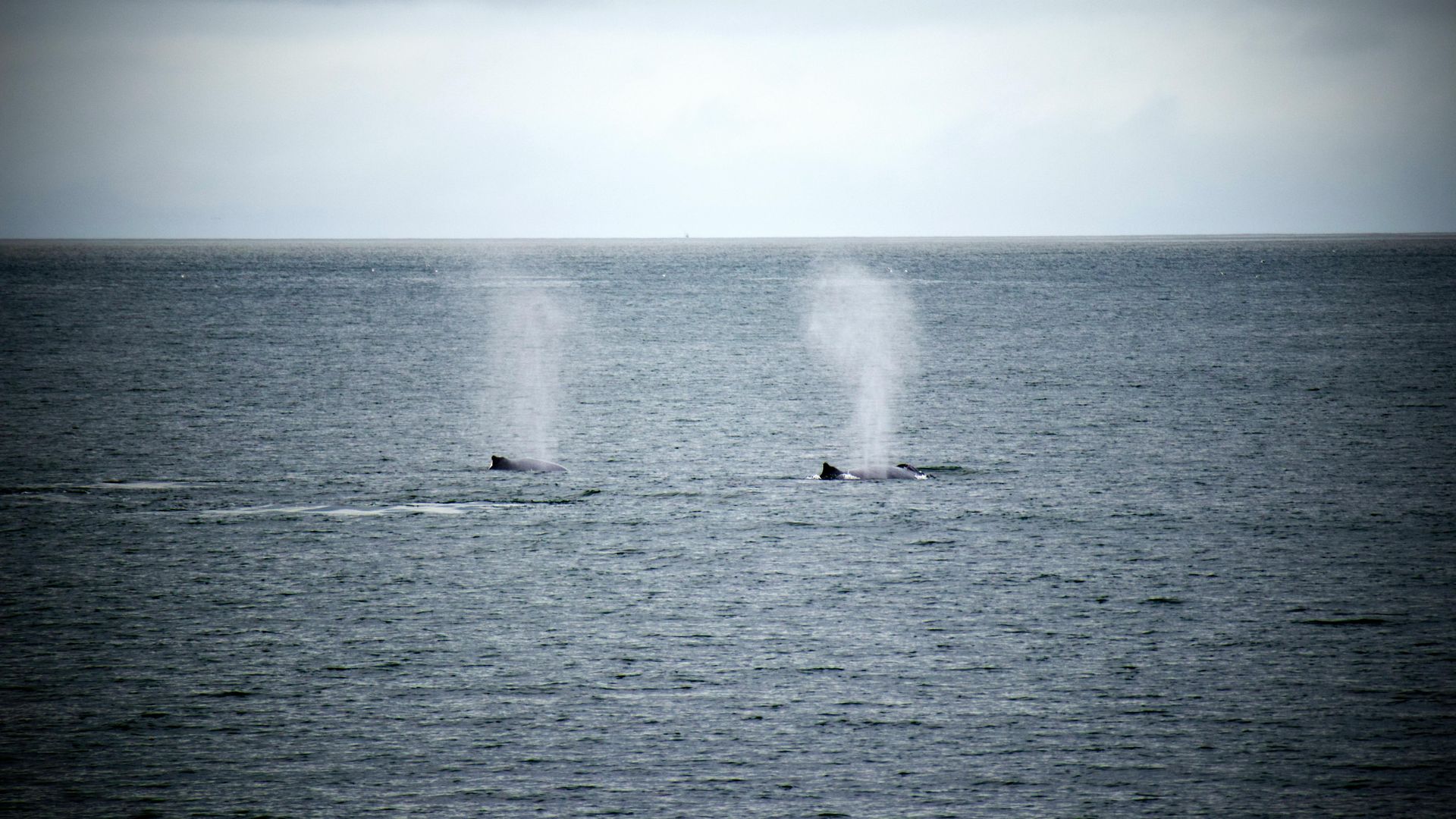 spouting whales