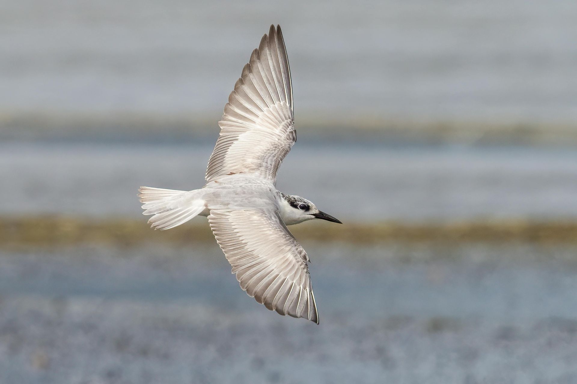 A white bird is flying over a body of water