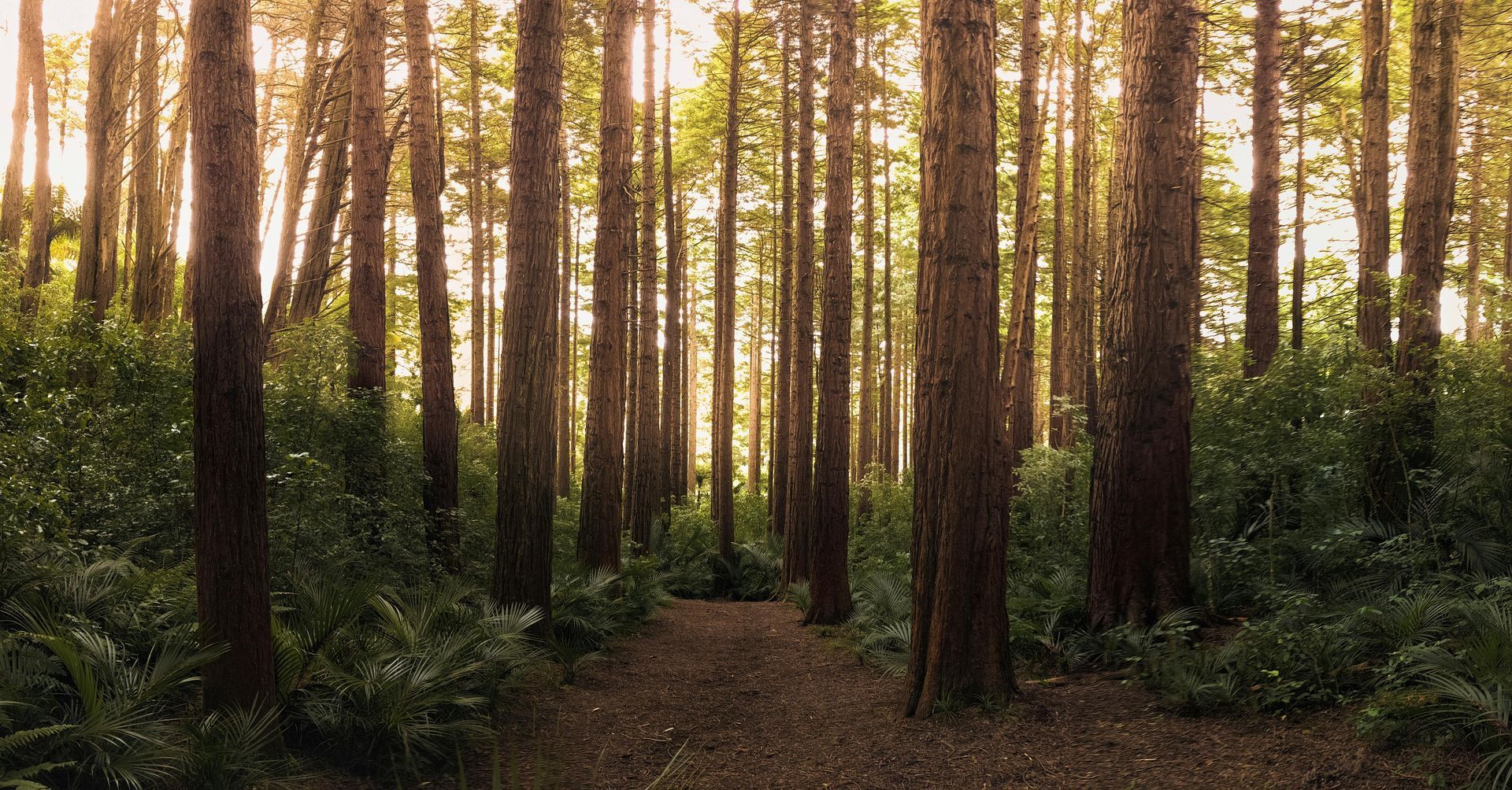 A path in the middle of a forest with lots of trees