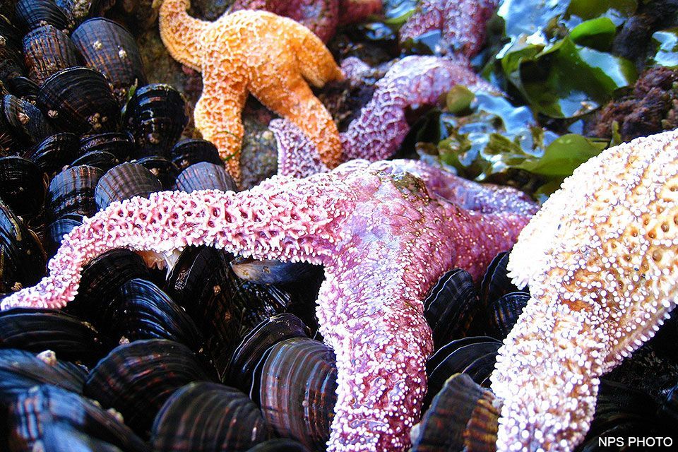 A group of starfish are sitting on a pile of mussels