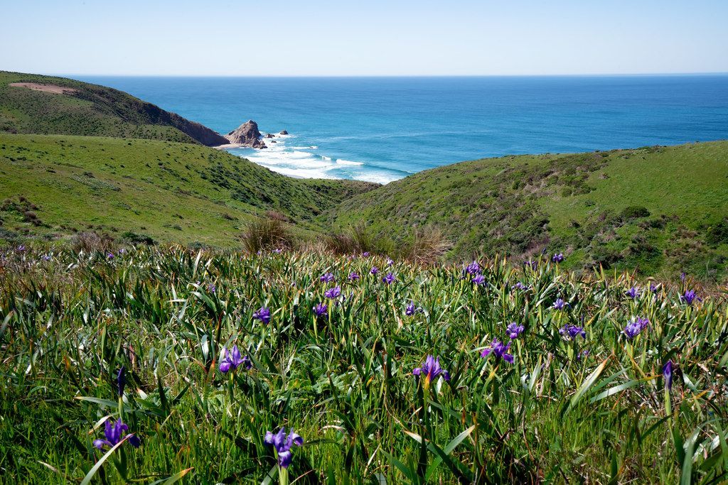 A field of purple flowers with the ocean in the background