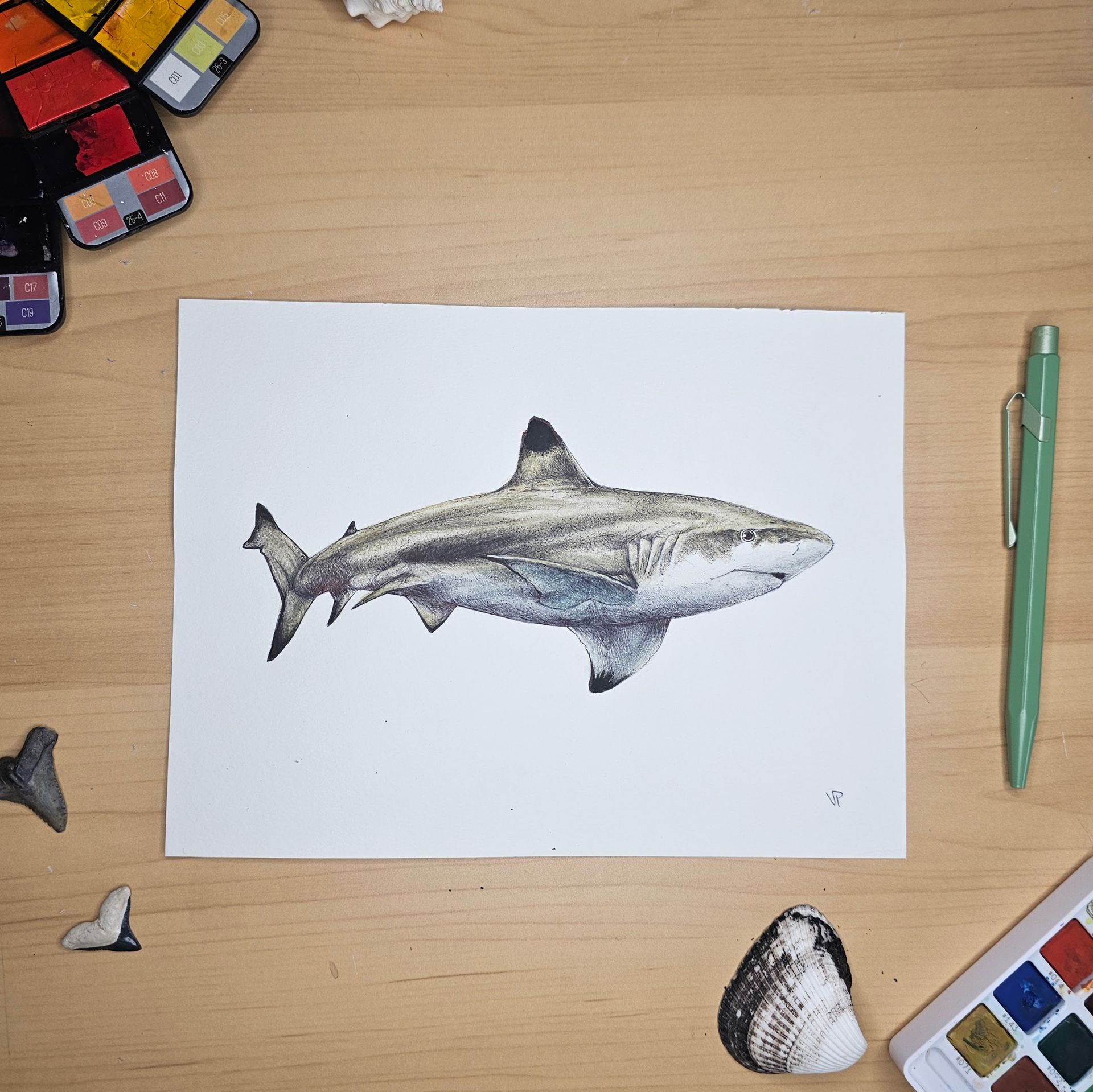 Blacktip Reef Shark Print