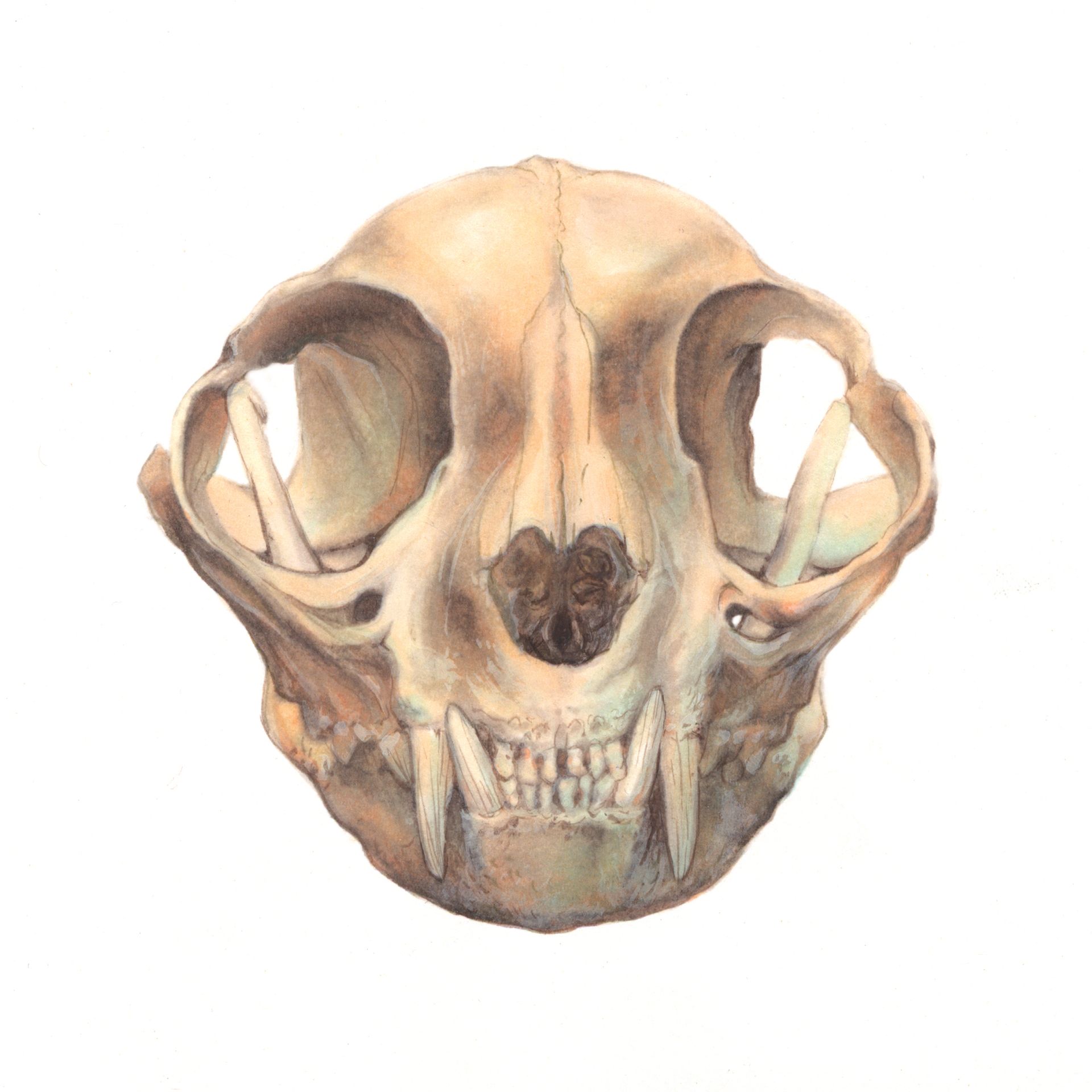 Felidae Skull Art Print