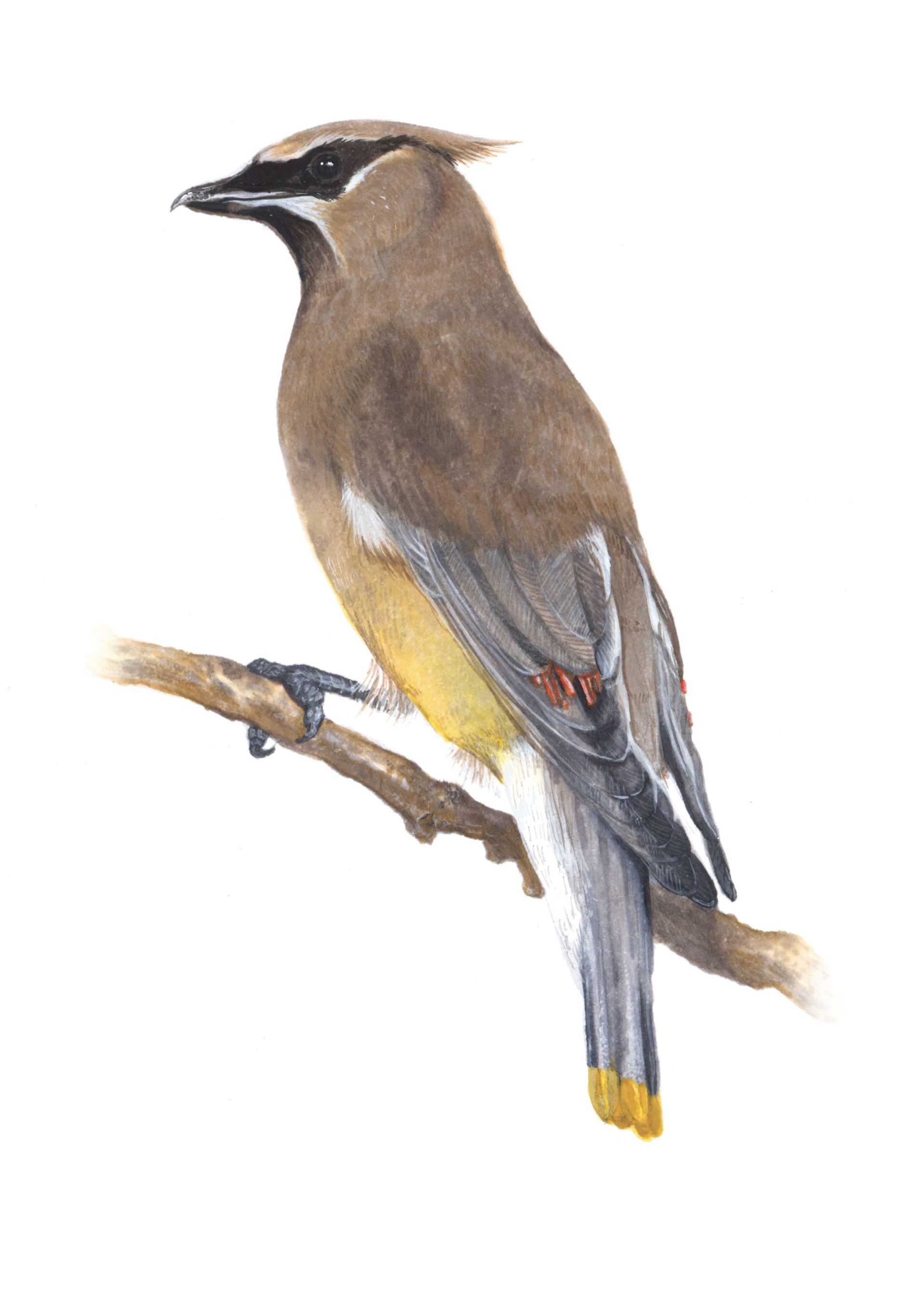 Cedar Waxwing Art Print