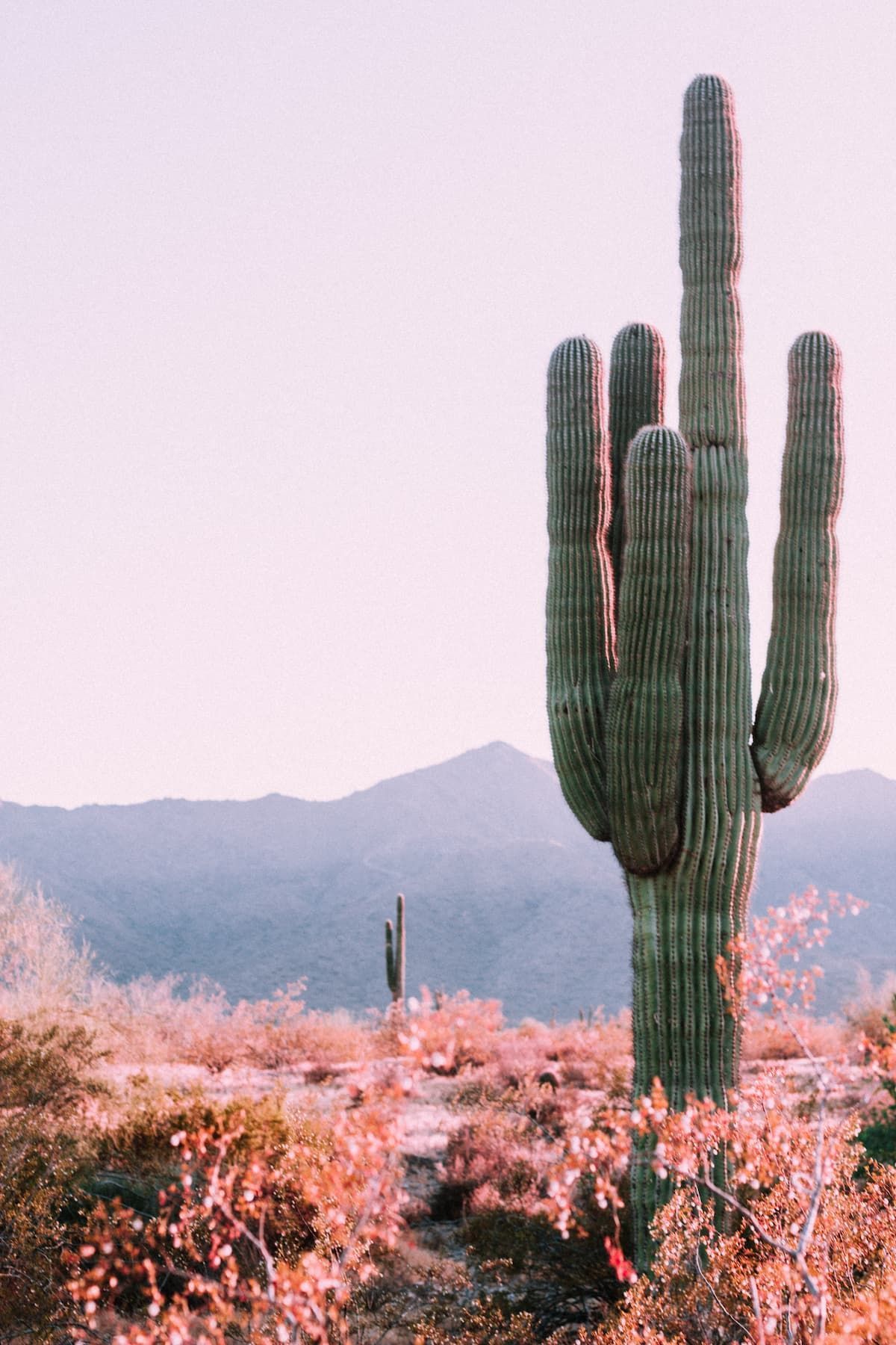 a large saguaro cactus in the desert with mountains in the background .