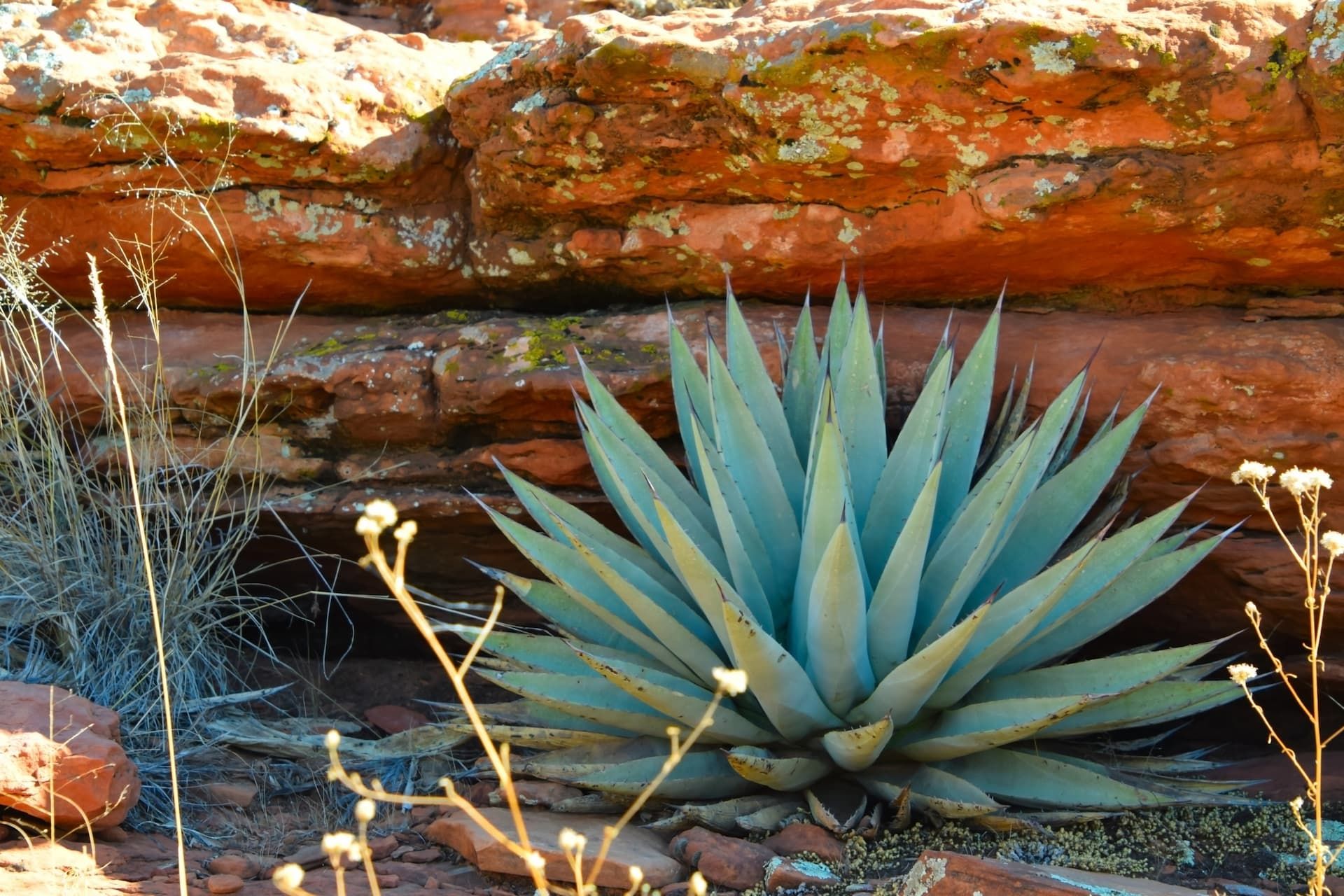 a blue agave plant is growing in a rocky area