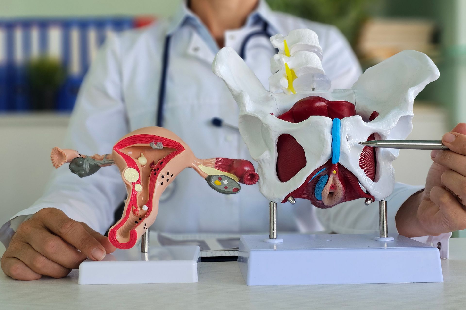 Doctor pointing to a pelvic model with a uterus model beside it, illustrating female anatomy.