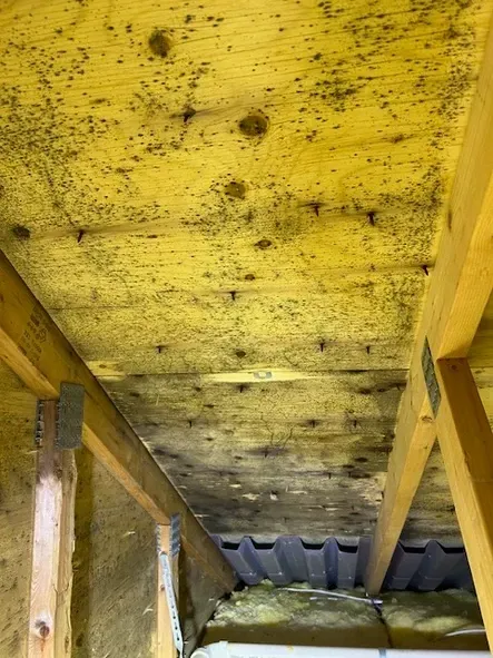 A wooden ceiling with a lot of mould on it.