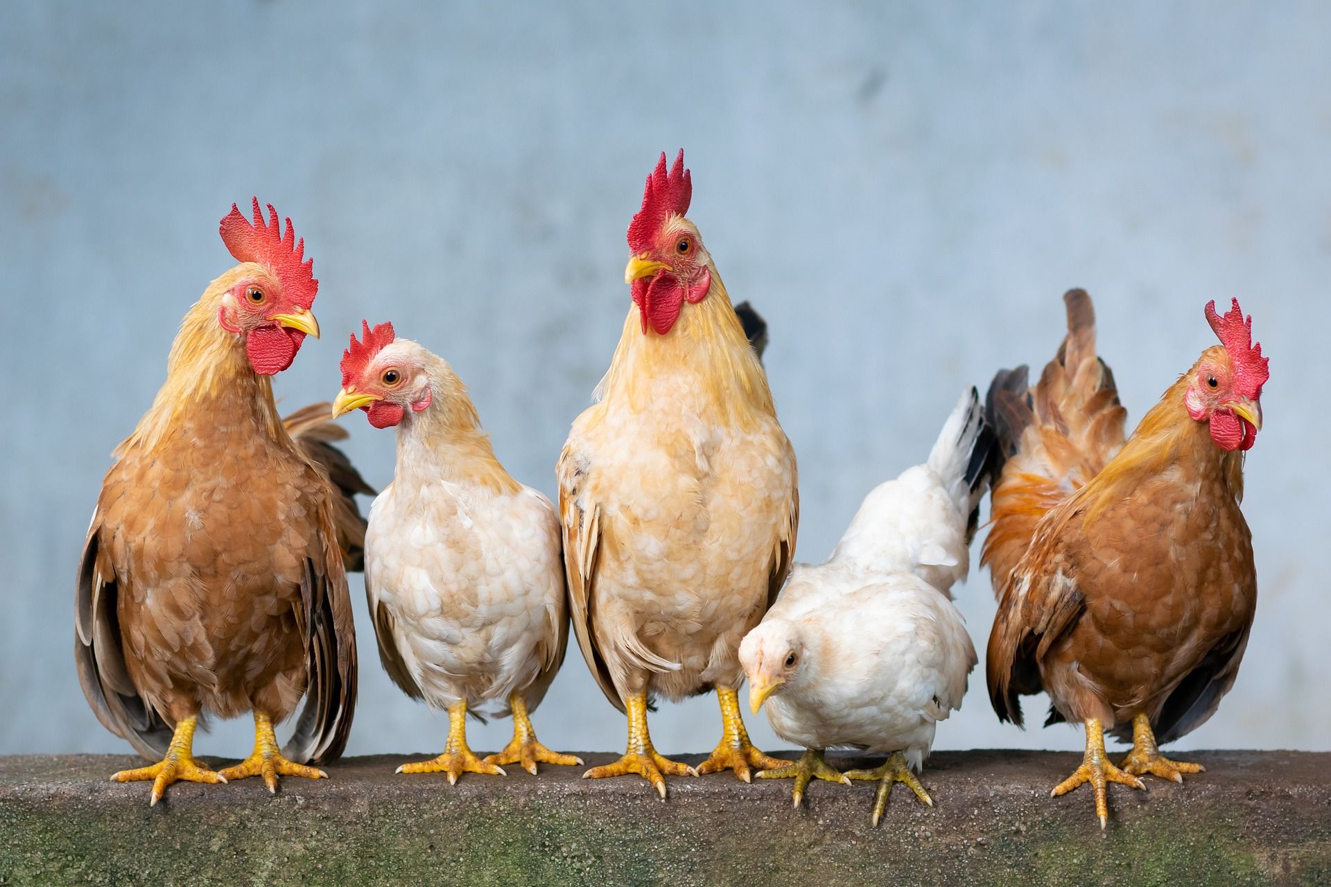 A group of chickens standing next to each other on a railing.