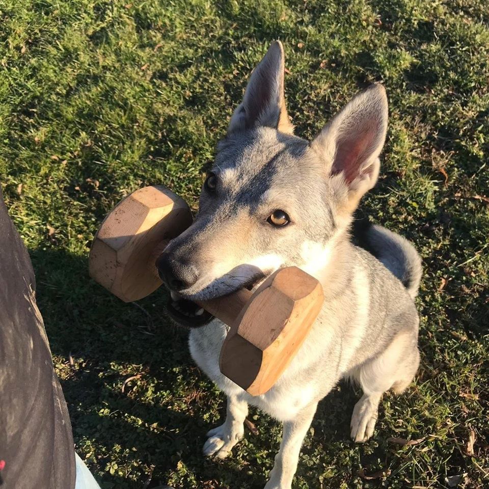 Obbedienza sportiva e preparazione brevetti