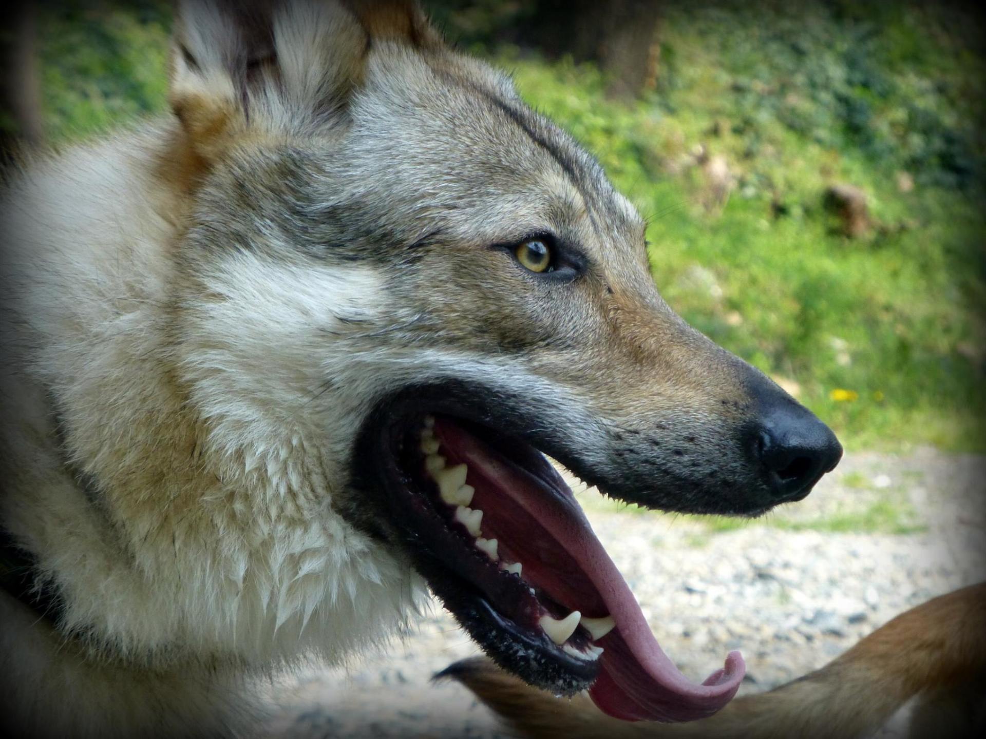 Progetto cane lupo cecoslovacco