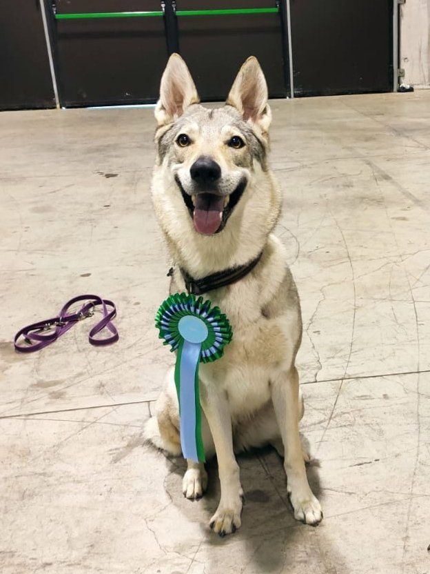 Preparazione per esposizioni cinofile