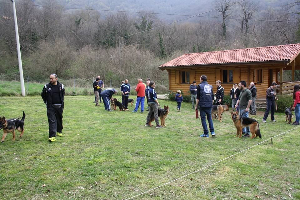 addestramento cani