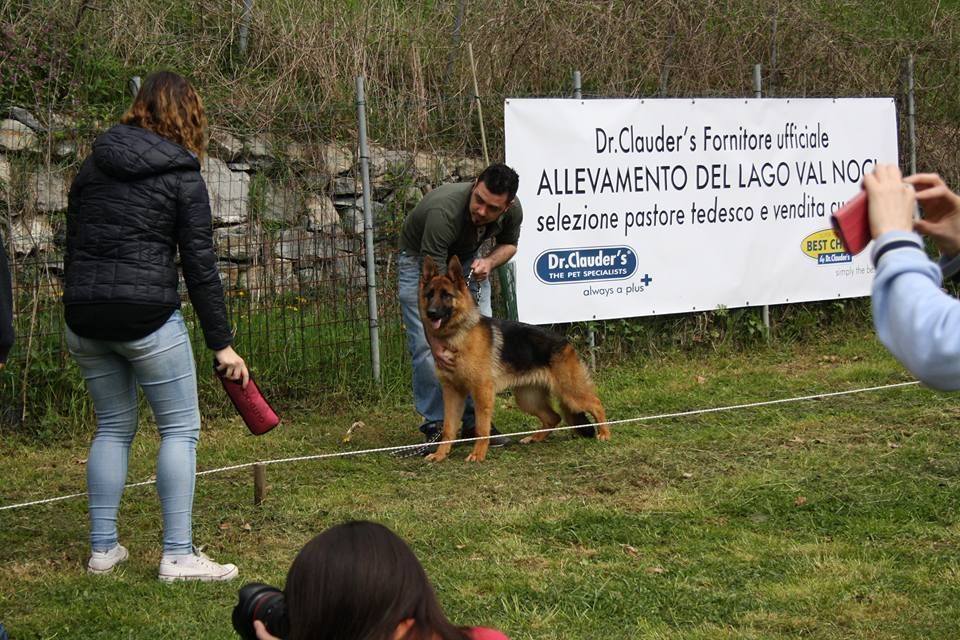 addestramento pastore tedesco