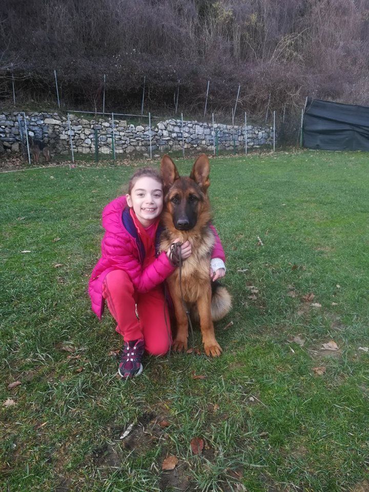 cane pastore tedesco