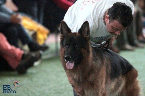 Lavoro maschi a pelo lungo