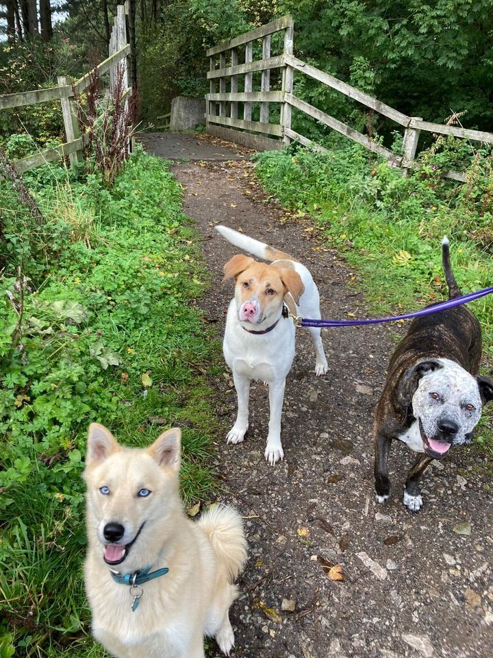 3 dog walk