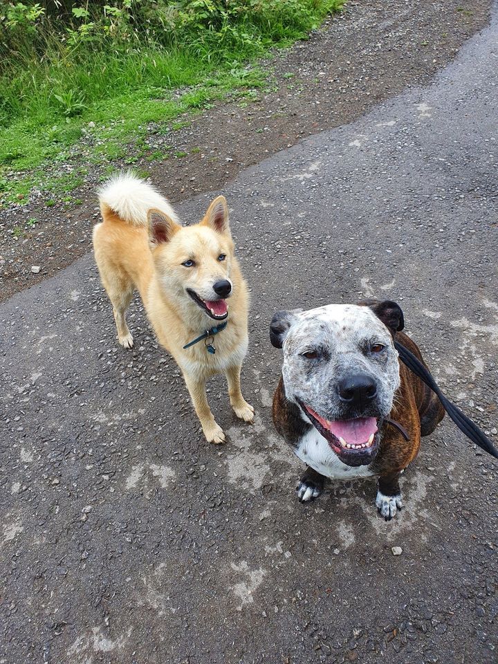 dog walking services york