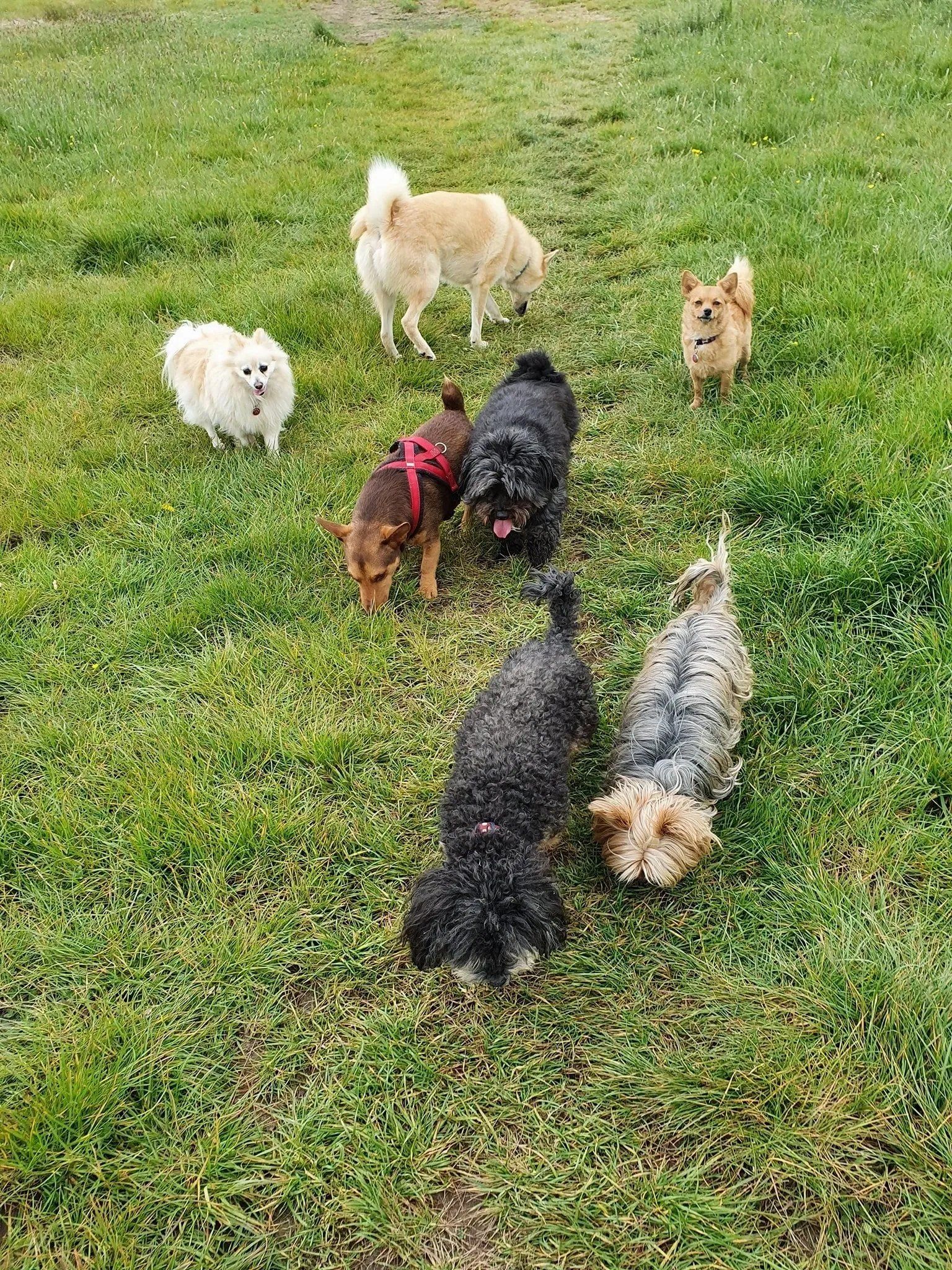 group dog walk