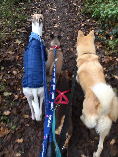 multiple dog walking services