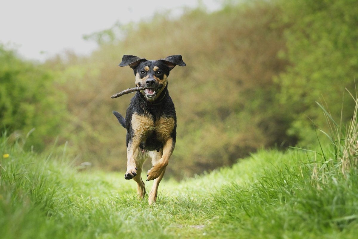 Dogs is run. Running Dog. Running Dog PNG. Run with big Dogs meaning. Dog Run picture for Kids.