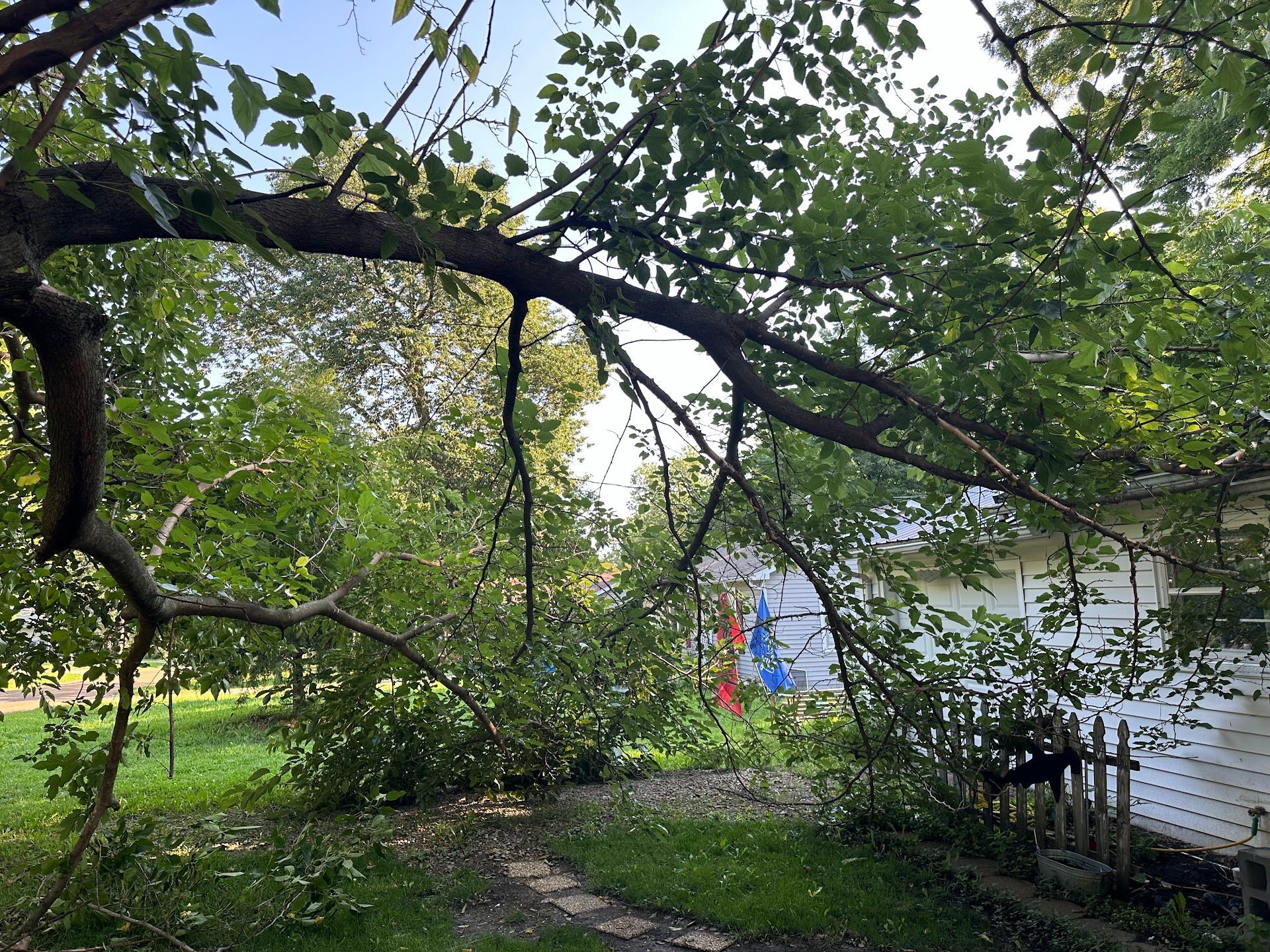 A tree branch is hanging over a path in front of a house.