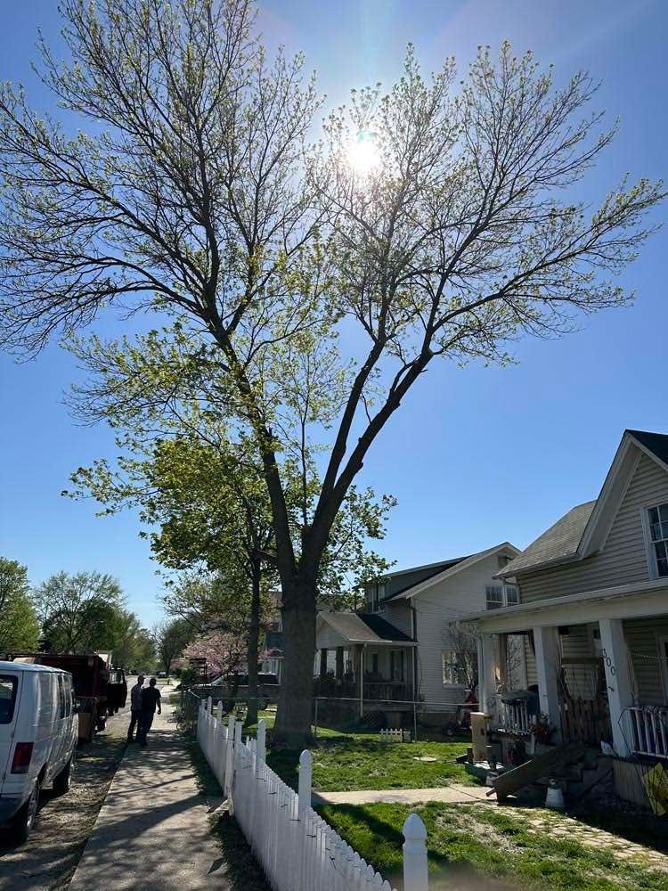 Tree Trimming Services in Green Ridge, MO