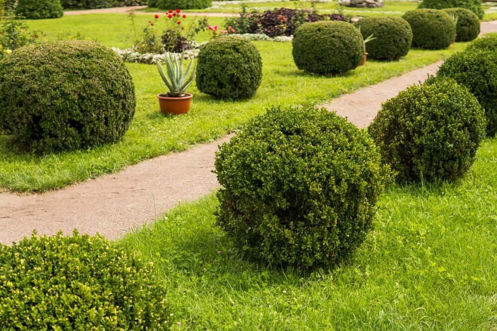 Trimmed Bushes Line a Garden Path — Brett Continuous Concrete Kerbing & Edging In Lakewood, NSW