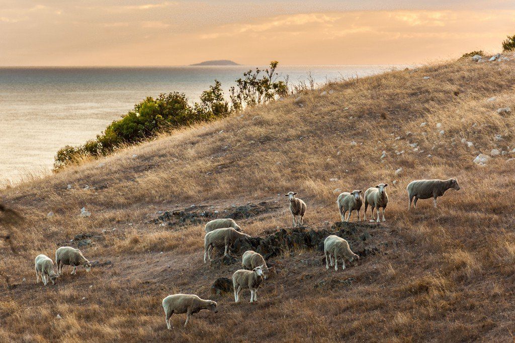 Farm accommodation Kangaroo Island