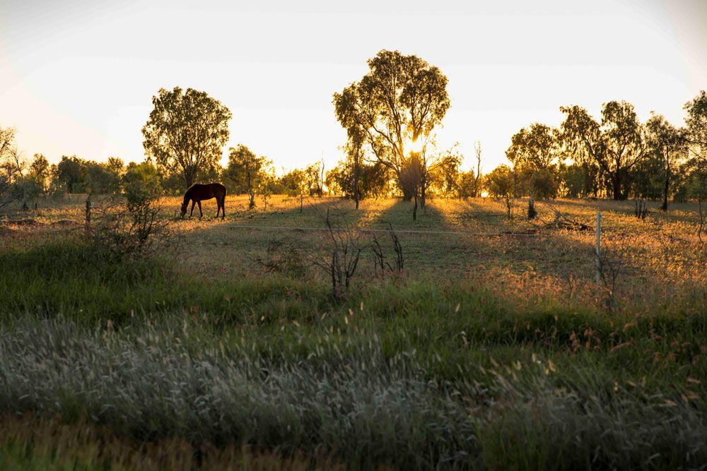 A Horse Is Grazing In A Field At Sunset — Scratchless Glass Australia in Brendale, QLD