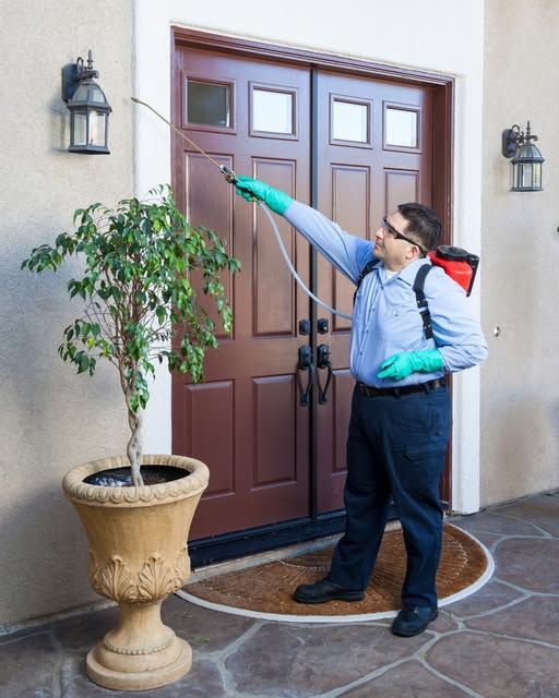 Person in blue gloves spraying a garden with a white pump sprayer. Green plants fill the garden setting.