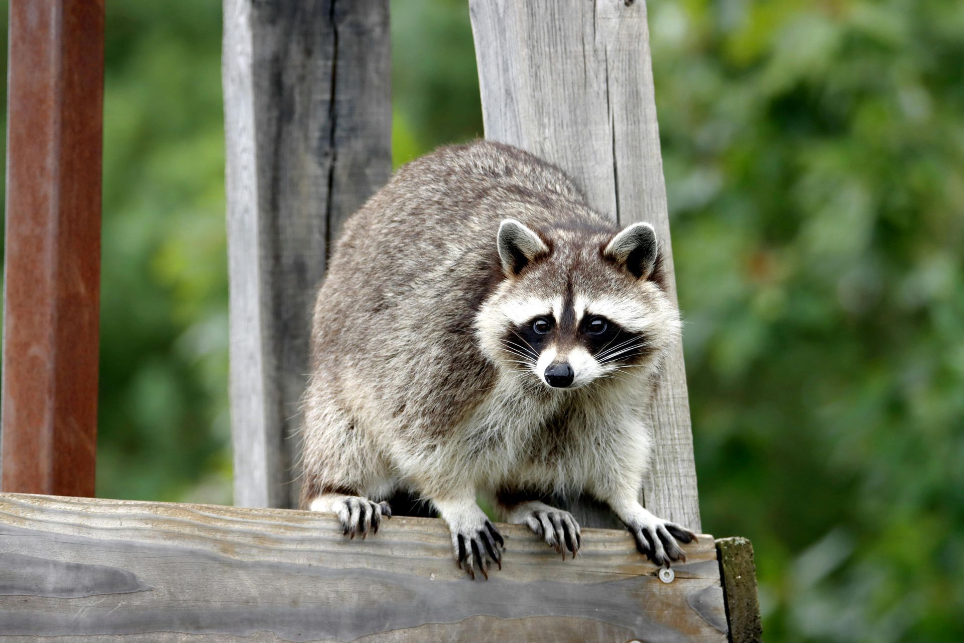Raccoon with a black mask, gray fur, perched on a wooden structure outdoors with a green background.