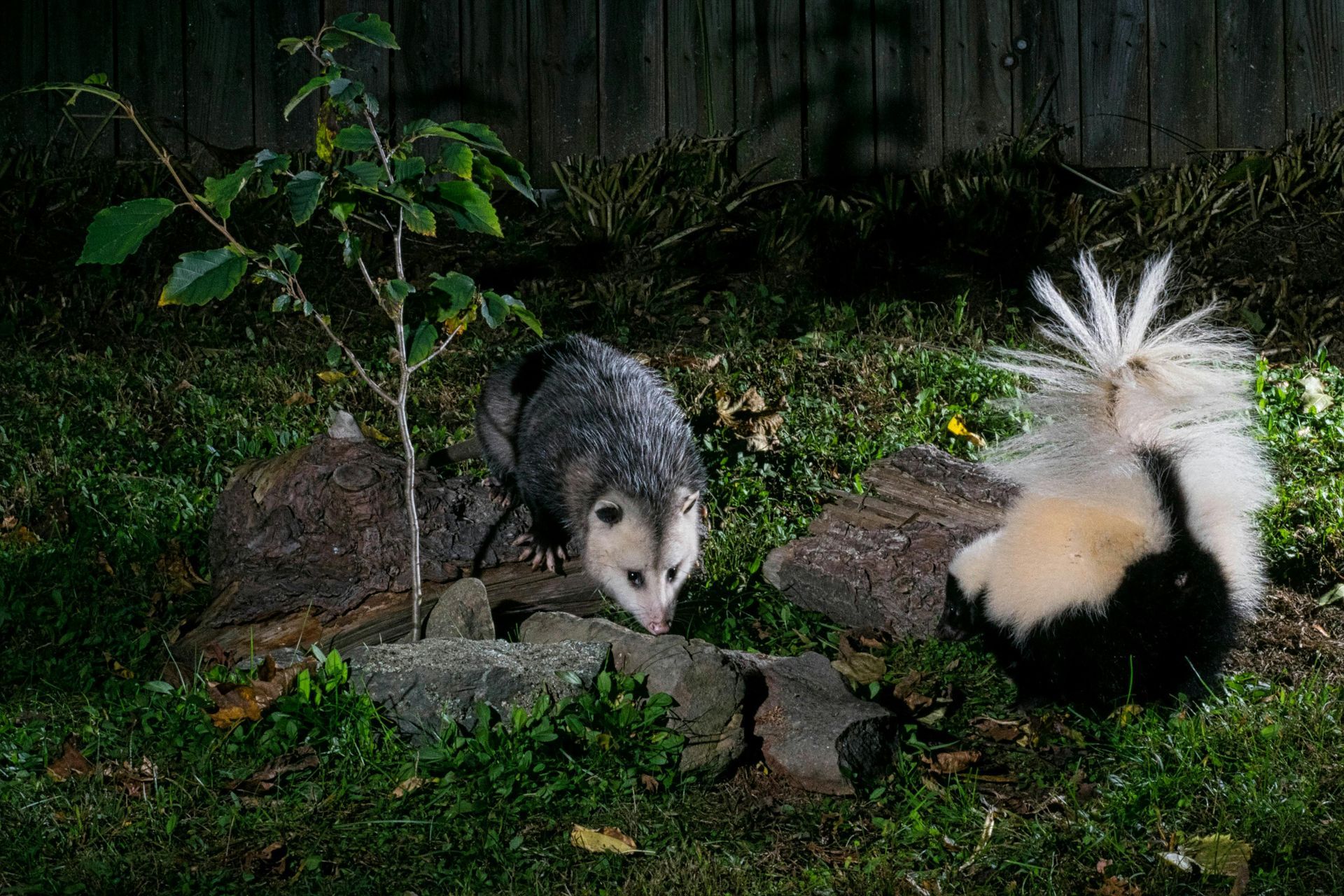 An opossum and skunk in a grassy yard at night. The opossum is sniffing the ground, while the skunk has its tail raised.