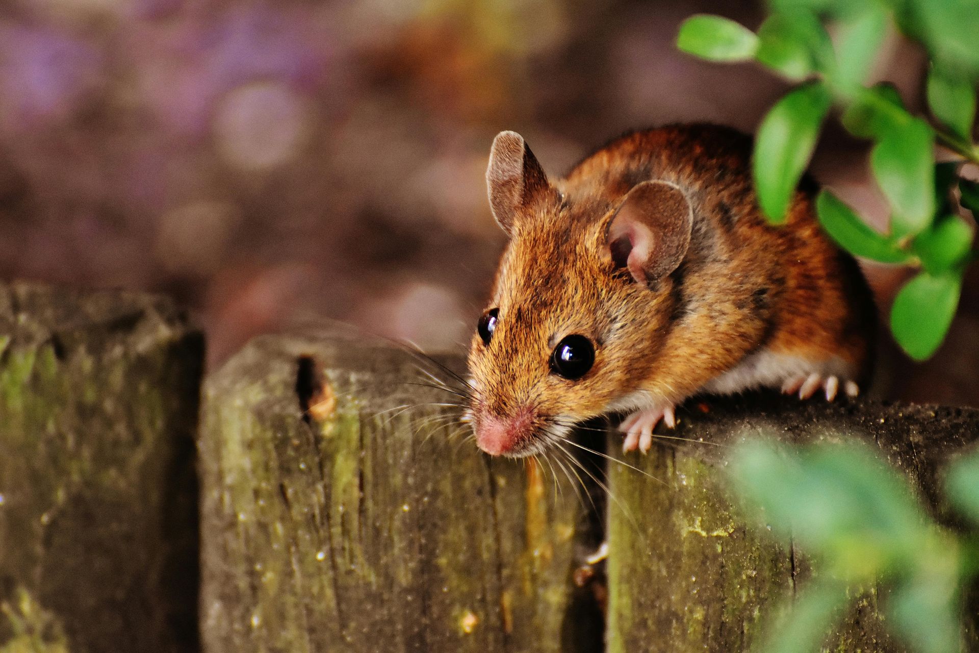 A brown mouse with large eyes perched on a weathered wooden fence, near green leaves.