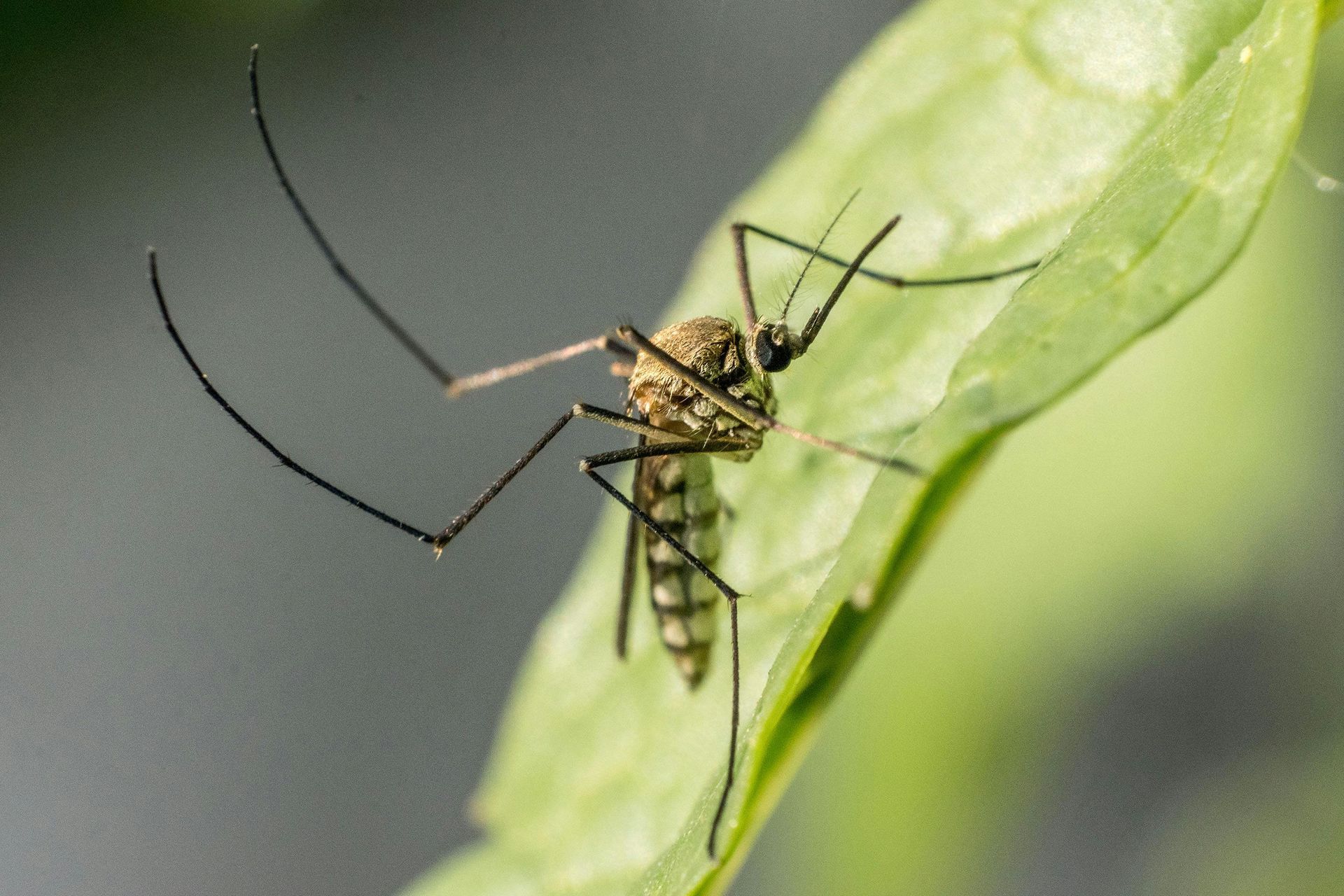 Mosquito perched on a green leaf. The mosquito has a long proboscis and long, thin legs and antennae.