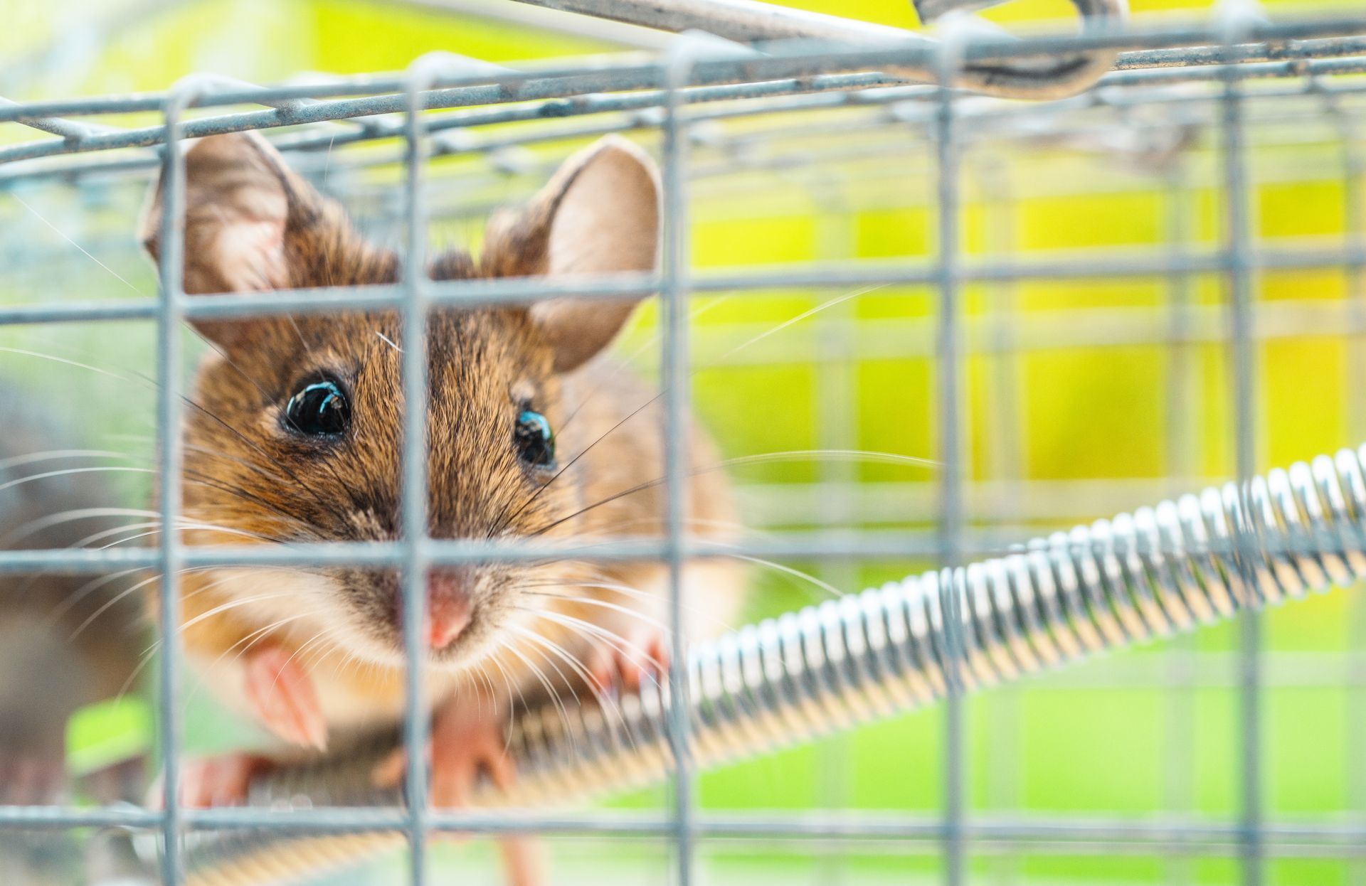 Mouse trapped in a metal cage, looking out with its paws on the bars. The setting is outdoors, with a blurred green background.