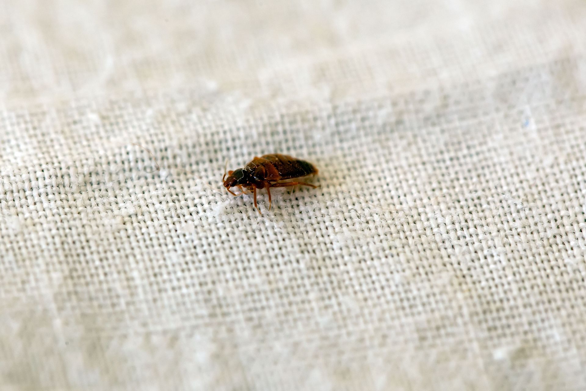 A small, brown bed bug crawls on white, textured fabric.