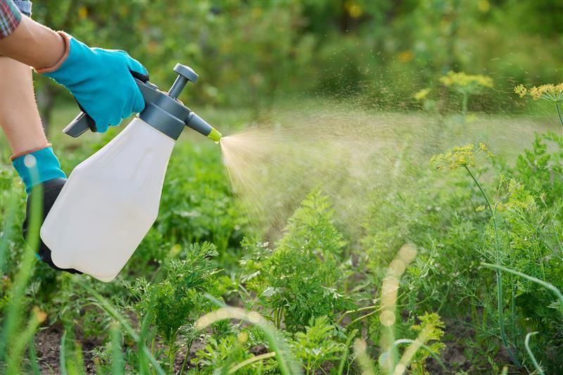 Person in blue gloves spraying a garden with a white pump sprayer. Green plants fill the garden setting.
