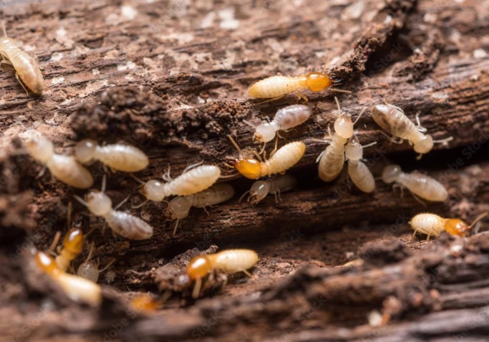 Close-up of wood with termite damage, termite worker, termite sodier