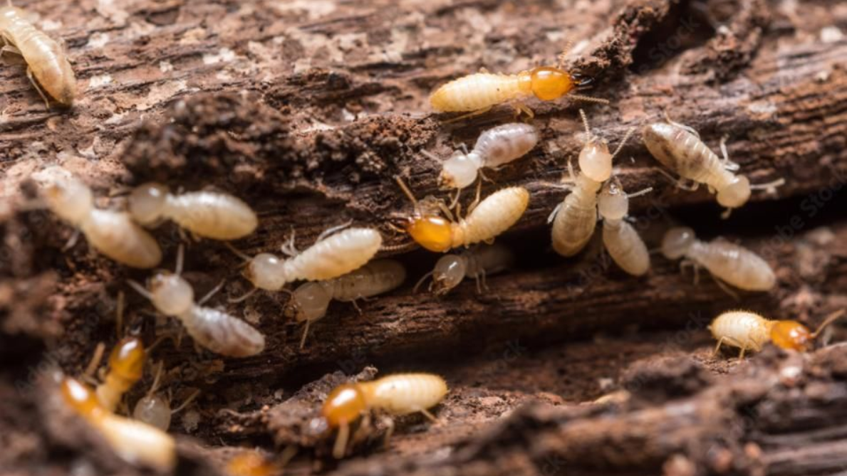 A termite with a light brown head and body crawls on moss-covered, wet wood.