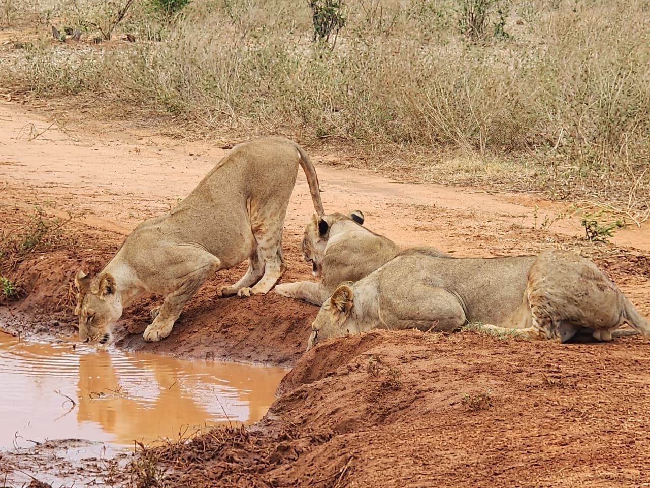 Person giving a presentation to a seated audience in a multi-level atrium.  Discovering Africa in the classroom